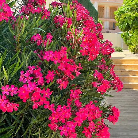 Duplex With Sea View Appartement *